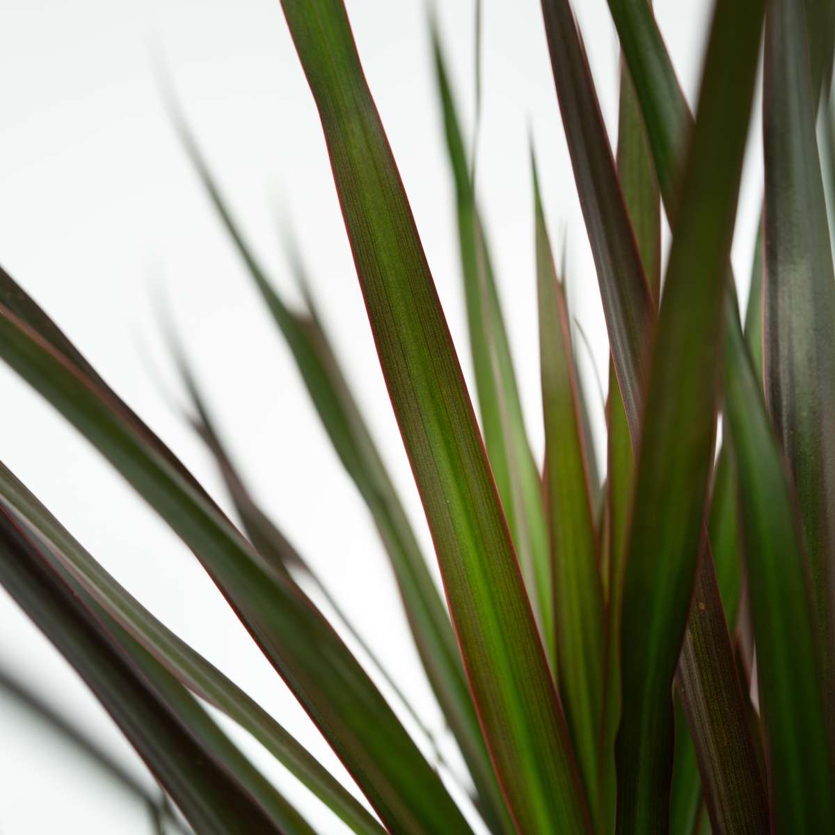 Dracaena Banddracena - Dracaena Marginata 'Magenta' - Höjd 70-80Cm - ⌀17Cm