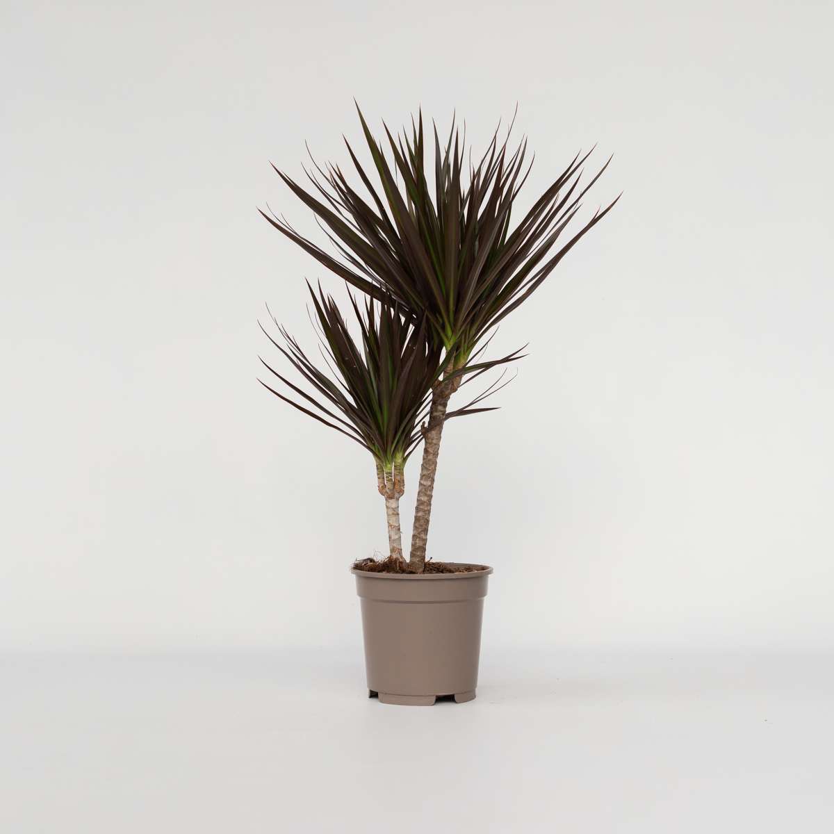 Dracaena Banddracena - Dracaena Marginata 'Magenta' - Höjd 70-80Cm - ⌀17Cm