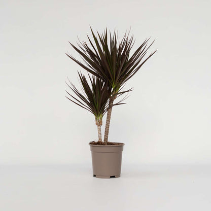Dracaena Banddracena - Dracaena Marginata 'Magenta' - Höjd 70-80Cm - ⌀17Cm