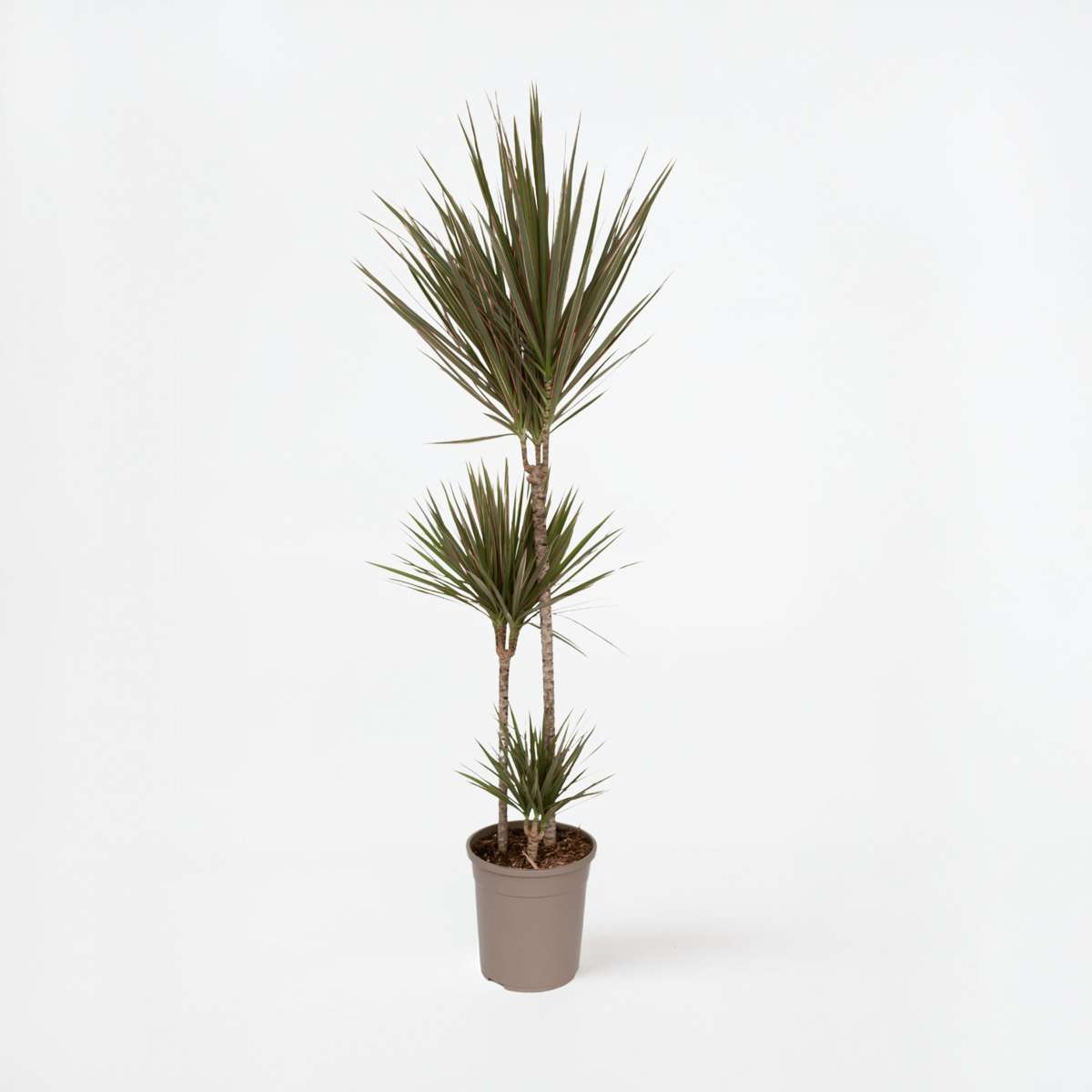 Dracaena Banddracena - Dracaena Marginata 'Bicolor' - Höjd 110-130Cm - ⌀24Cm
