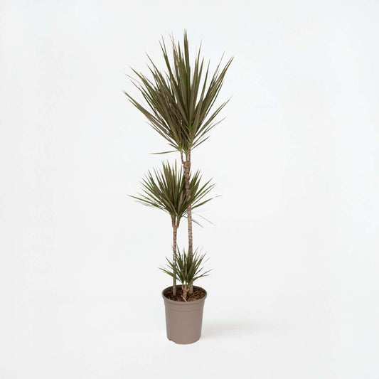 Dracaena Banddracena - Dracaena Marginata 'Bicolor' - Höjd 110-130Cm - ⌀24Cm
