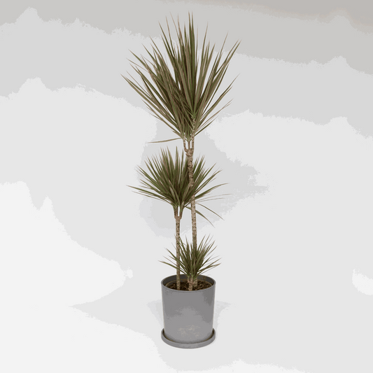 Florastore Banddracena - Dracaena Marginata 'Bicolor' - Höjd 110-130Cm - ⌀24Cm