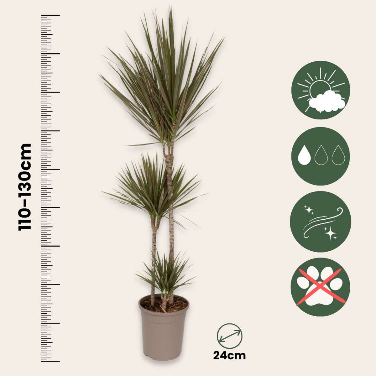 Dracaena Banddracena - Dracaena Marginata 'Bicolor' - Höjd 110-130Cm - ⌀24Cm