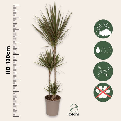 Dracaena Banddracena - Dracaena Marginata 'Bicolor' - Höjd 110-130Cm - ⌀24Cm
