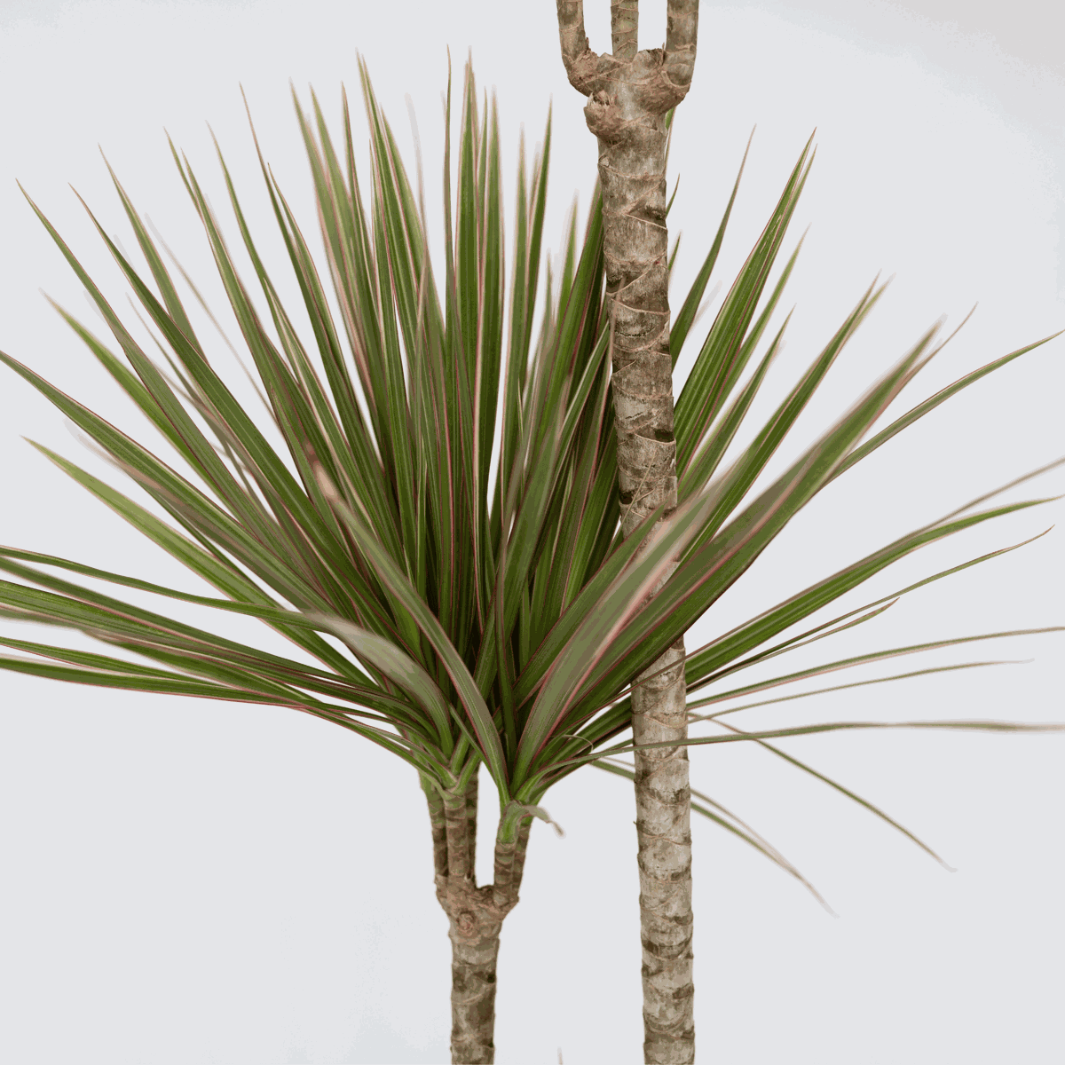 Dracaena Banddracena - Dracaena Marginata 'Bicolor' - Höjd 110-130Cm - ⌀24Cm