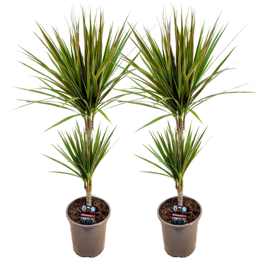 Dracaena Banddracena - Set Om 2 - Dracaena Marginata 'Bicolor' - Höjd 70-80Cm - ⌀17Cm