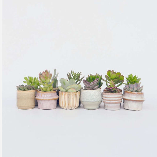 Florastore Mini Suckulenter - Set Om 12 - Succulent Mix - Höjd 5-10Cm - ⌀5,5Cm