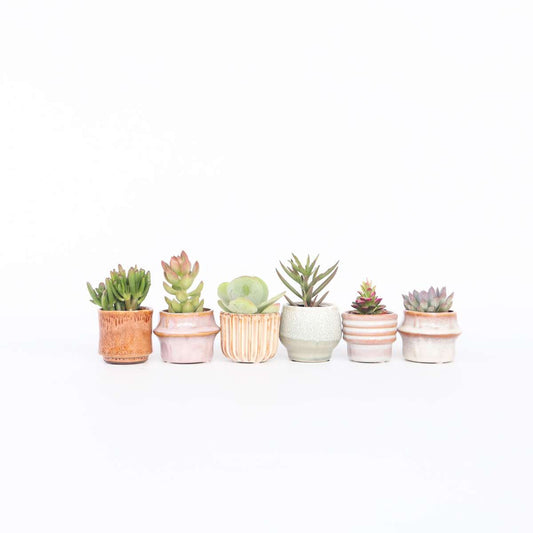 Florastore Mini Suckulenter - Set Om 6 - Succulent Mix - Höjd 5-10Cm - ⌀5,5Cm