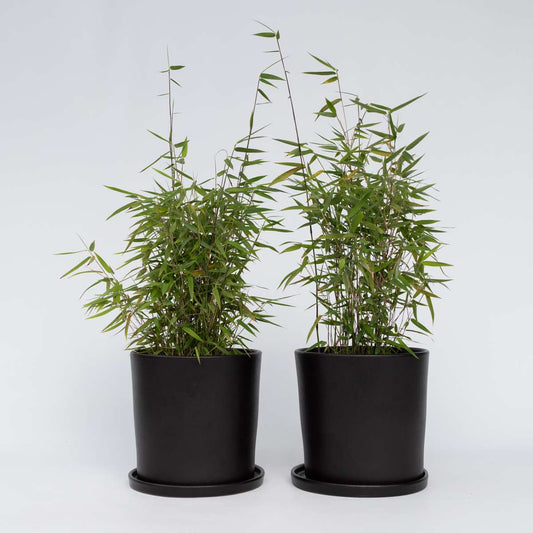 Florastore Bergbambu - Set Om 2 - Fargesia Nitida 'Red Dragon' - Höjd 60-80Cm - ⌀17Cm