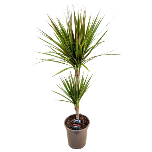 Dracaena Banddracena - Dracaena Marginata 'Bicolor' - Höjd 70-80Cm - ⌀17Cm