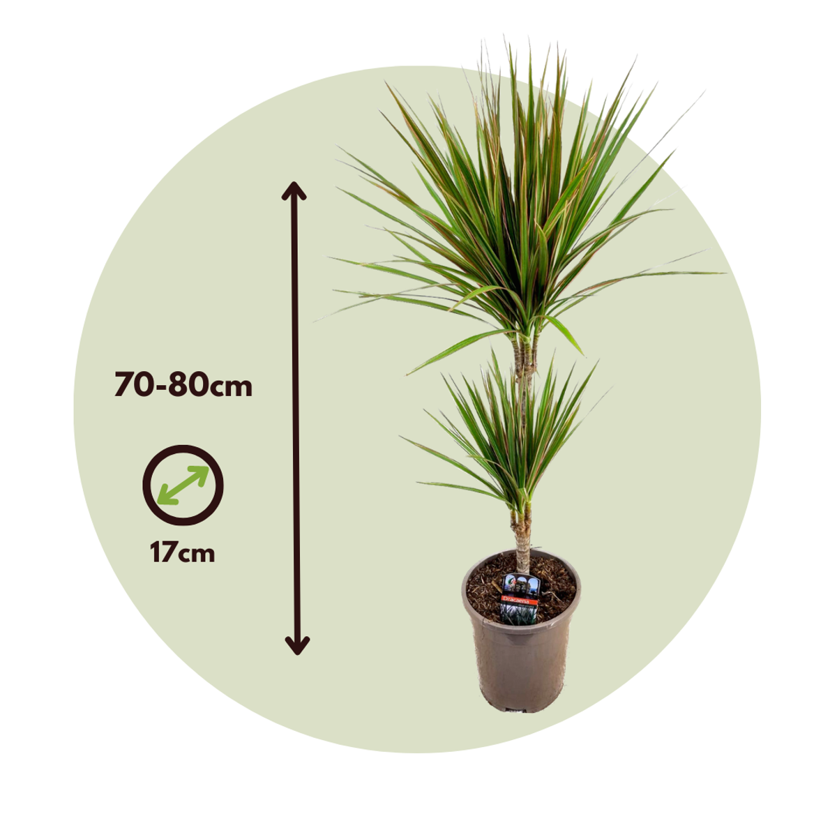 Dracaena Banddracena - Dracaena Marginata 'Bicolor' - Höjd 70-80Cm - ⌀17Cm