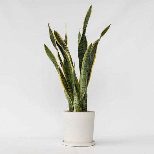Sansevieria Svärmorstunga - Sansevieria Trifasciata Laurentii - Höjd 65-75Cm - ⌀21Cm