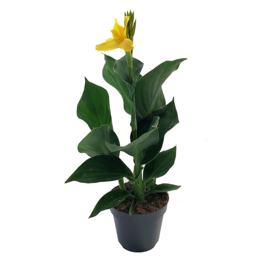 Florastore Kanna - Canna 'Cannova' - Höjd 35-45Cm - ⌀17Cm