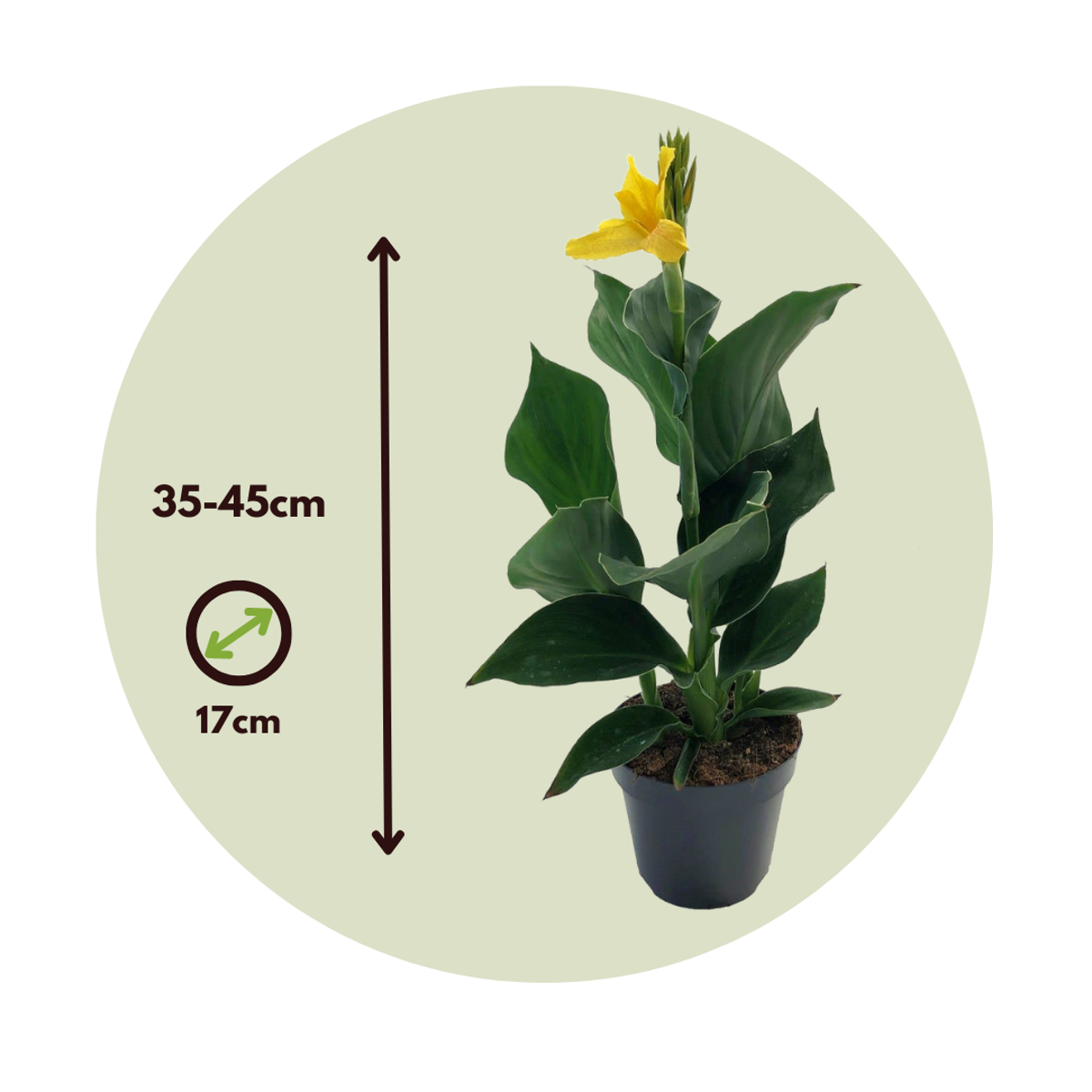 Other Garden Plants Kanna - Canna 'Cannova' - Höjd 35-45Cm - ⌀17Cm