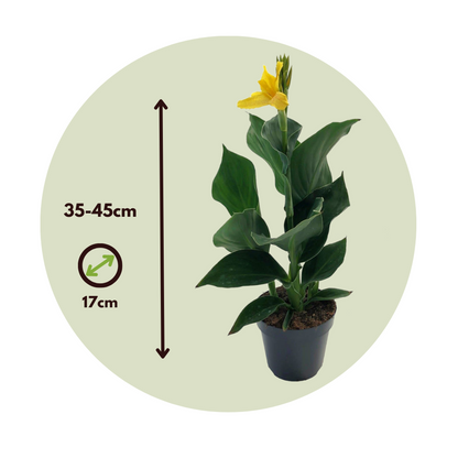 Other Garden Plants Kanna - Canna 'Cannova' - Höjd 35-45Cm - ⌀17Cm