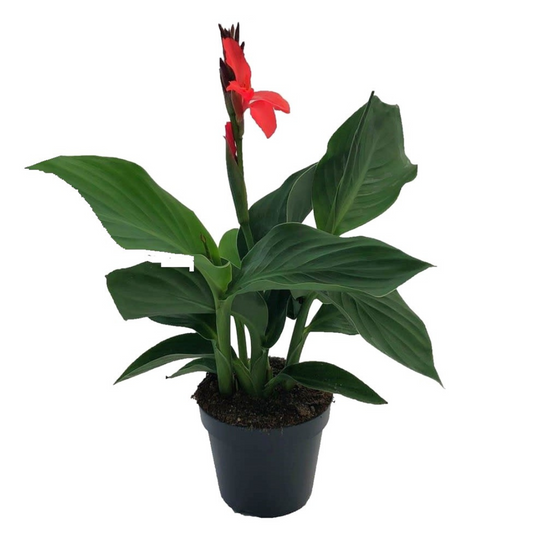 Florastore Kanna - Canna 'Cannova' - Höjd 35-45Cm - ⌀17Cm