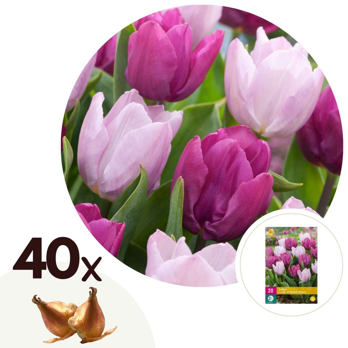 Florastore Tulpanlökar - Set Om 40 - Tulipa 'Prince Mix' - Blomlökar - Purpur