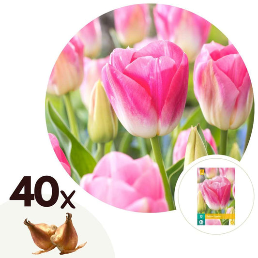 Florastore Tulpanlökar - Set Om 40 - Tulipa 'Dynasty' - Blomlökar - Rosa