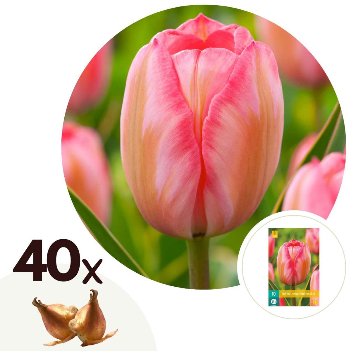 Florastore Tulpanlökar - Set Om 40 - Tulipa 'Design Impression' - Blomlökar - Rosa