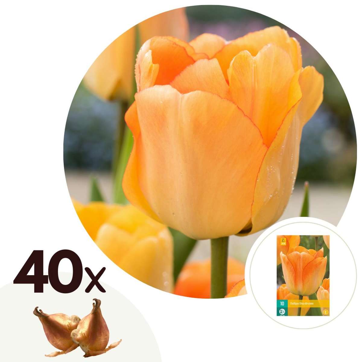 Florastore Tulpanlökar - Set Om 40 - Tulipa 'Daydream' - Blomlökar - Orange