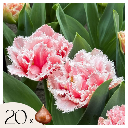 Florastore Tulpanlökar - Set Om 20 - Tulipa 'Queensland' - Blomlökar - Rosa