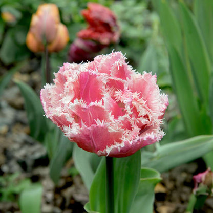 Tulip Tulpanlökar - Set Om 20 - Tulipa 'Queensland' - Blomlökar - Rosa