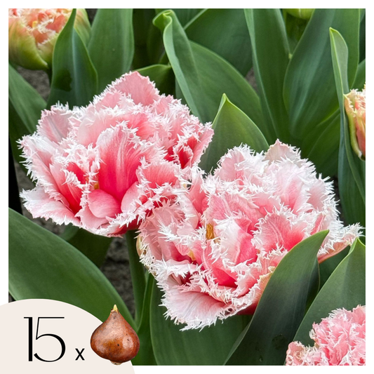 Florastore Tulpanlökar - Set Om 15 - Tulipa 'Queensland' - Blomlökar - Rosa