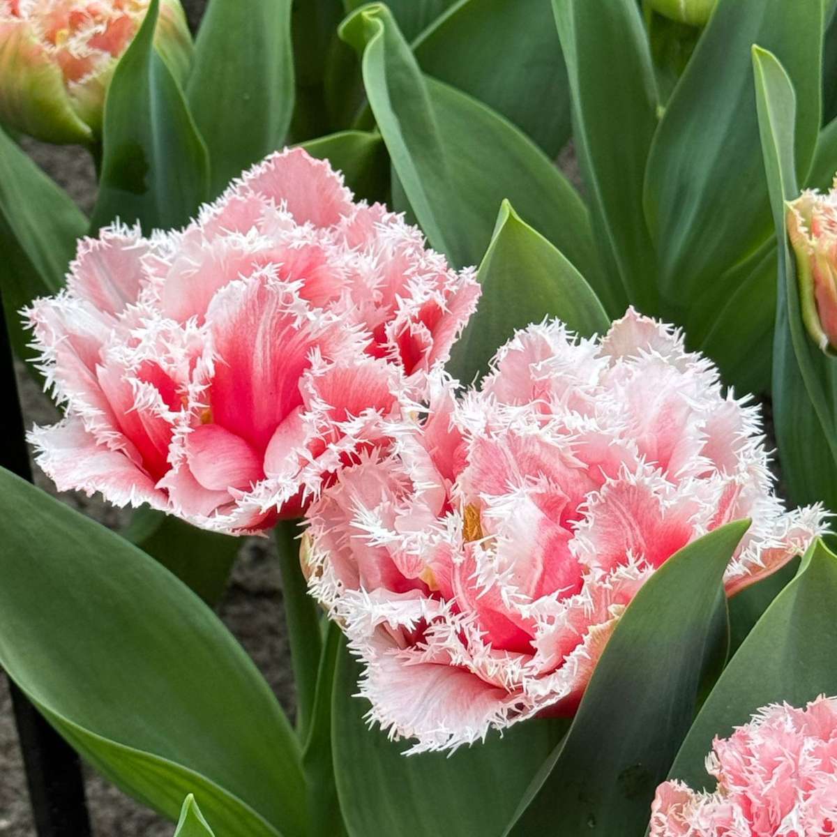 Tulip Tulpanlökar - Set Om 15 - Tulipa 'Queensland' - Blomlökar - Rosa