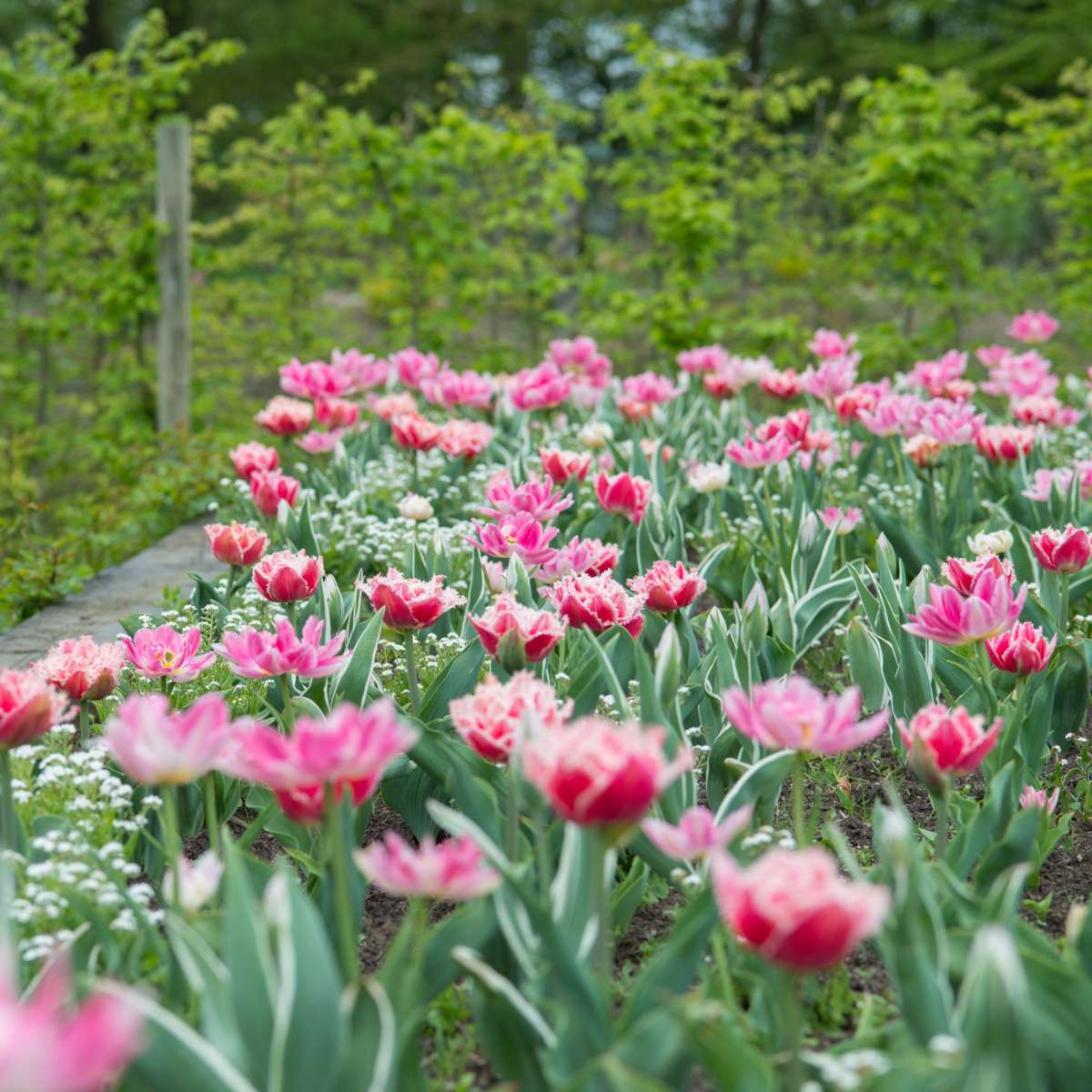 Tulip Tulpanlökar - Set Om 15 - Tulipa 'Queensland' - Blomlökar - Rosa