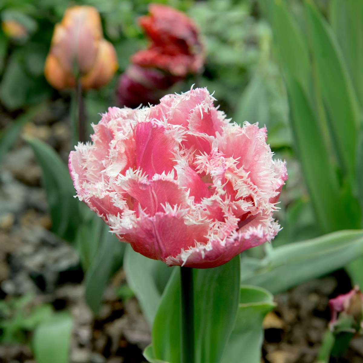 Tulip Tulpanlökar - Set Om 15 - Tulipa 'Queensland' - Blomlökar - Rosa