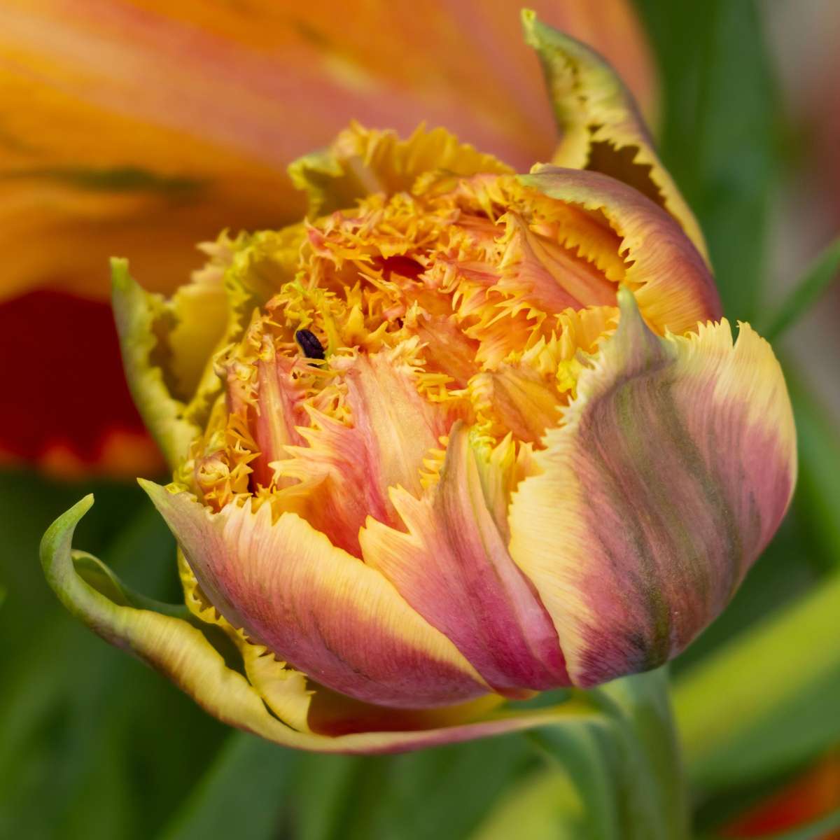 Tulip Tulpanlökar - Set Om 20 - Tulipa 'Brisbane' - Blomlökar - Rosa