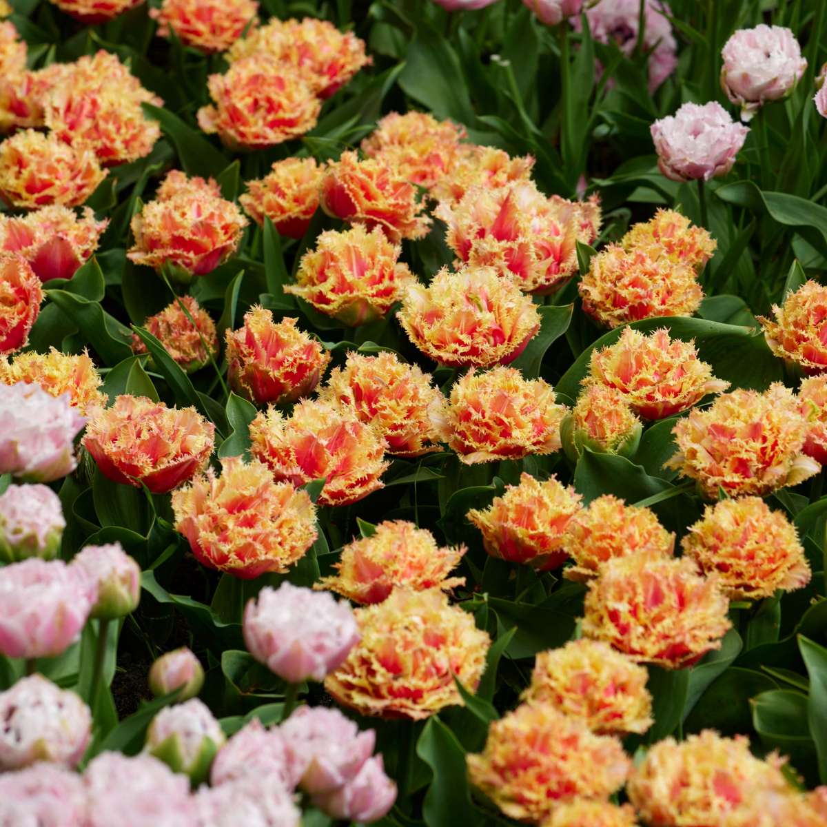 Tulip Tulpanlökar - Set Om 20 - Tulipa 'Brisbane' - Blomlökar - Rosa