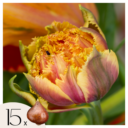 Florastore Tulpanlökar - Set Om 15 - Tulipa 'Brisbane' - Blomlökar - Rosa