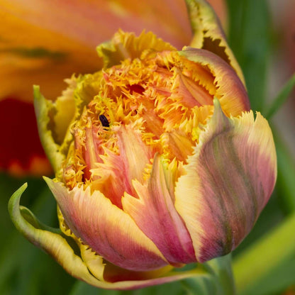 Tulip Tulpanlökar - Set Om 15 - Tulipa 'Brisbane' - Blomlökar - Rosa