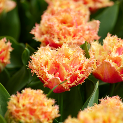 Tulip Tulpanlökar - Set Om 15 - Tulipa 'Brisbane' - Blomlökar - Rosa