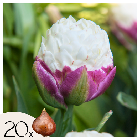 Florastore Tulpanlökar - Set Om 20 - Tulipa 'Ice Cream' - Blomlökar - Purpur