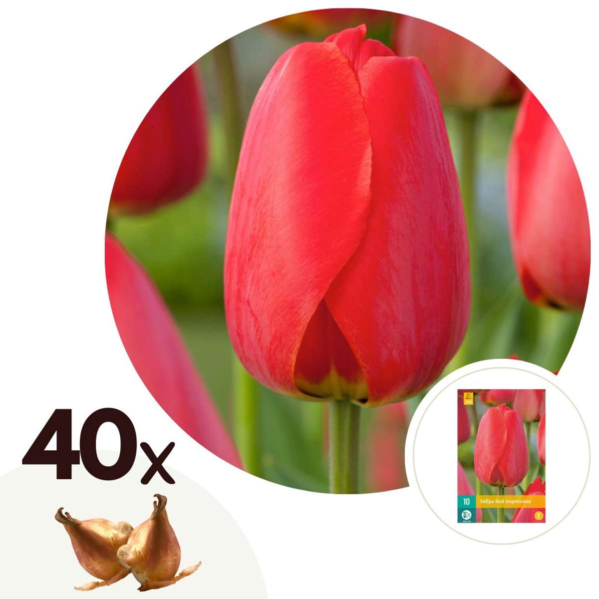 Florastore Tulpanlökar - Set Om 40 - Tulipa 'Red Impression' - Blomlökar - Röd