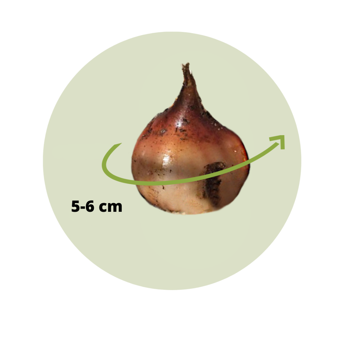 Florastore Tulpanlökar - Set Om 20 - Tulipa 'Red Impression' - Blomlökar - Röd