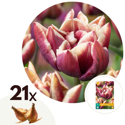 Florastore Tulpanlökar - Set Om 21 - Tulipa Wyndham' - Blomlökar - Purpur