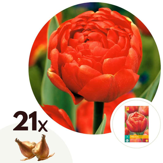 Florastore Tulpanlökar - Set Om 21 - Tulipa 'Icoon' - Blomlökar - Orange