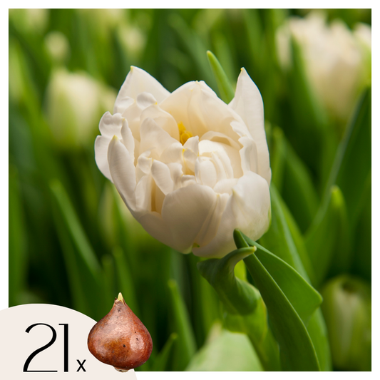 Florastore Tulpanlökar - Set Om 21 - Tulipa 'Northcap' - Blomlökar - Geel