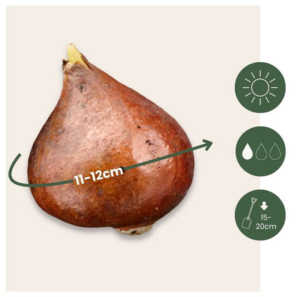 Tulip Tulpanlökar - Set Om 21 - Tulipa 'Northcap' - Blomlökar - Geel