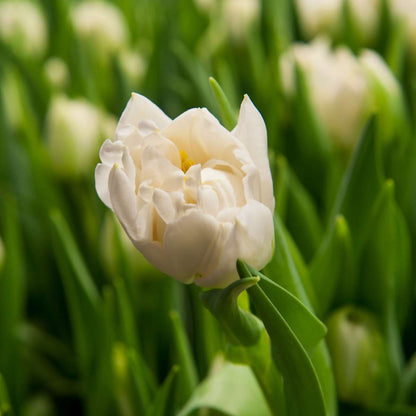 Tulip Tulpanlökar - Set Om 21 - Tulipa 'Northcap' - Blomlökar - Geel