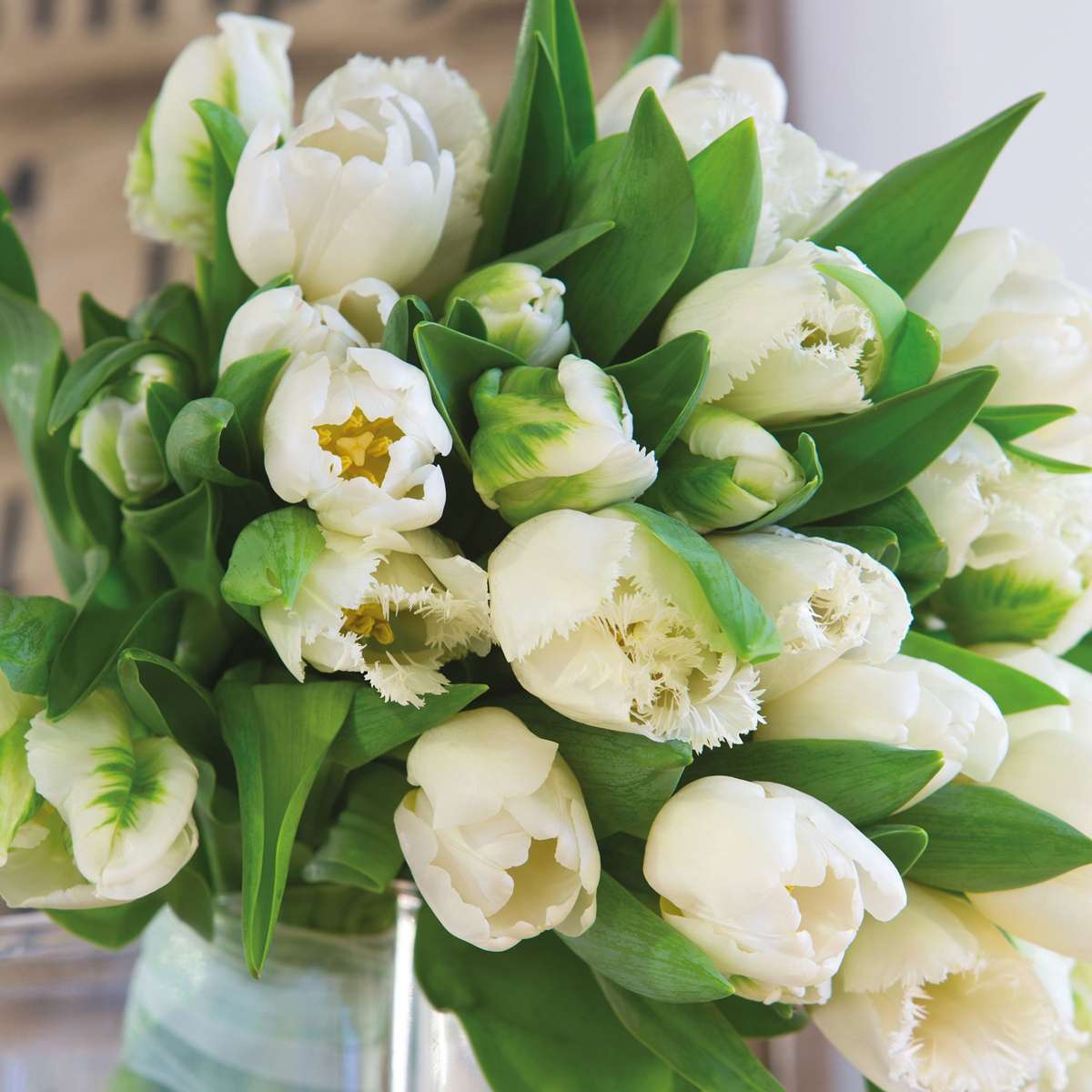 Tulip Tulpanlökar - Set Om 21 - Tulipa 'Northcap' - Blomlökar - Geel