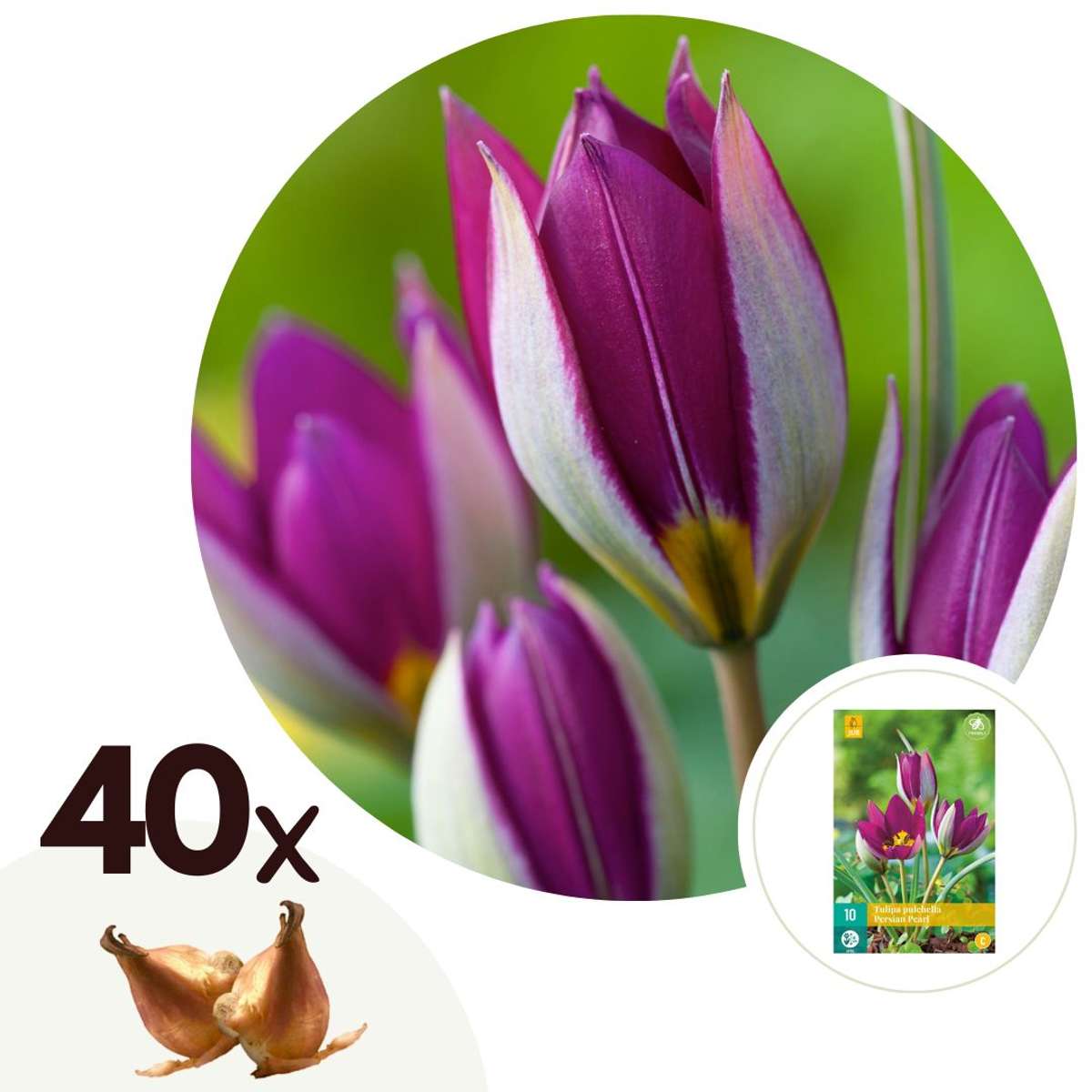 Florastore Tulpanlökar - Set Om 40 - Tulipa 'Pulchella Persian' - Blomlökar - Purpur