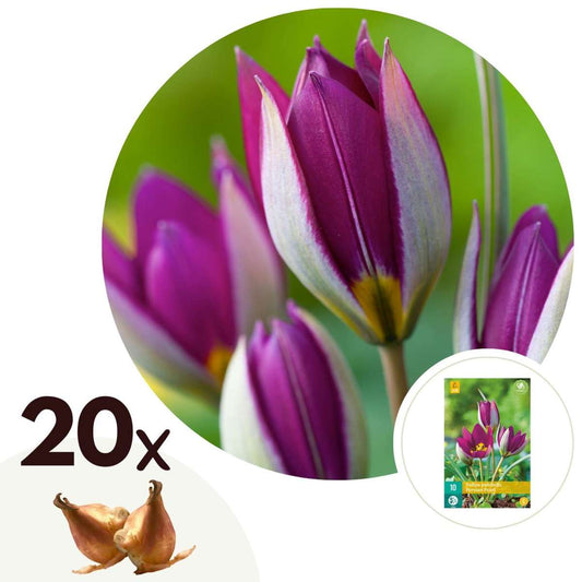 Florastore Tulpanlökar - Set Om 20 - Tulipa 'Pulchelle Persian Pearl' - Blomlökar - Purpur