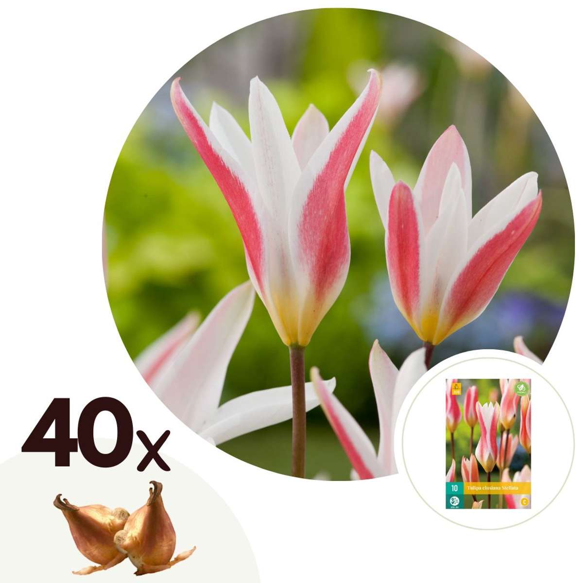 Florastore Tulpanlökar - Set Om 40 - Tulipa 'Clusiana Stellata' - Blomlökar - Röd