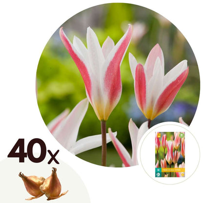 Florastore Tulpanlökar - Set Om 40 - Tulipa 'Clusiana Stellata' - Blomlökar - Röd