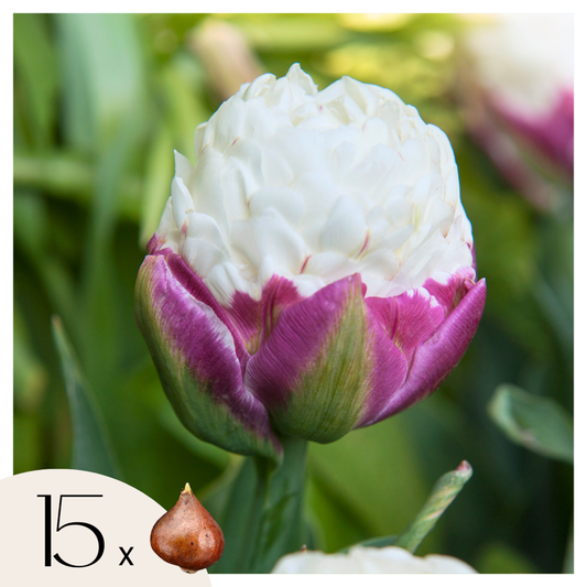 Tulip Tulpanlökar - Set Om 15 - Tulipa 'Ice Cream' - Blomlökar - Purpur