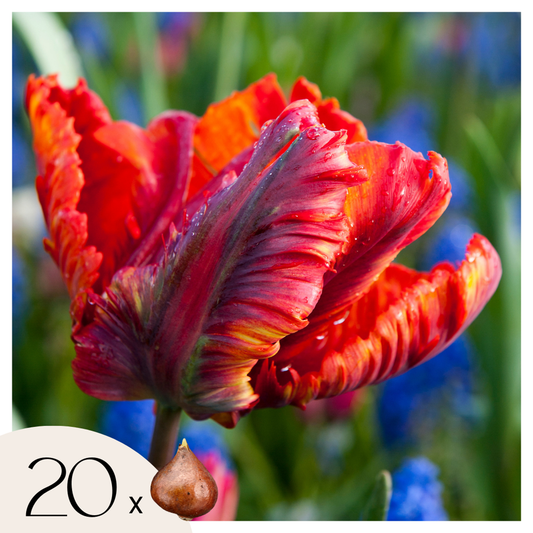 Tulip Tulpanlökar - Set Om 20 - Tulipa 'Rasta Parrot' - Blomlökar - Vit